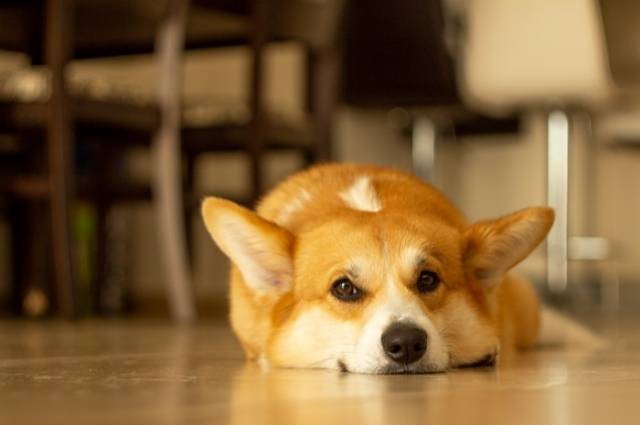 Inspirasi obat kutu anjing alami, sumber foto: Gever by pexels.com