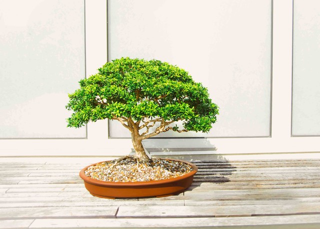 Ilustrasi pohon bonsai (pexels)