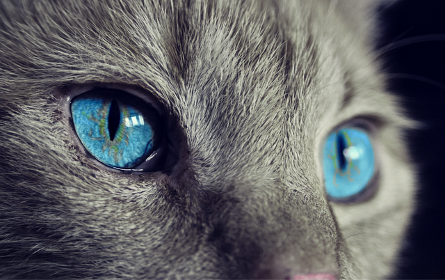 Ilustrasi kucing. Foto: Pixabay