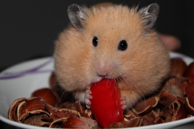 Ilustrasi aturan makan hamster. Sumber: bierfritze/pixabay.com