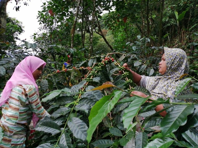 Pertanian Kopi Kampung Cibulao, Desa Tugu Utara, Cisarua Bogor. Foto : Shafina Maharani (23/2)