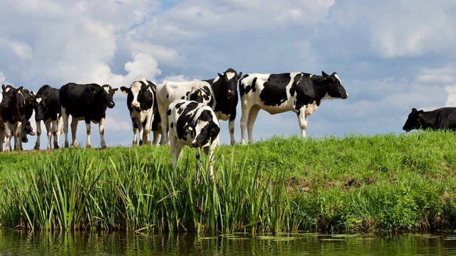 Ilustrasi foto cara merawat sapi agar tumbuh sehat. Sumber foto: Pexels 