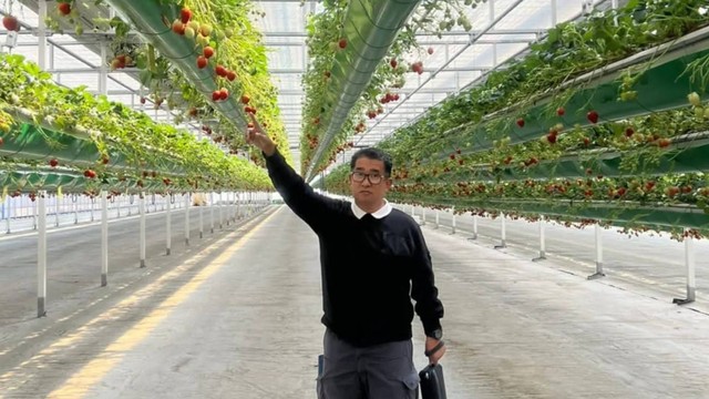 Penjabat Gubernur Sulbar Akmal Malik mengunjungi smart farming stroberi di Korea Selatan. Foto: Istimewa