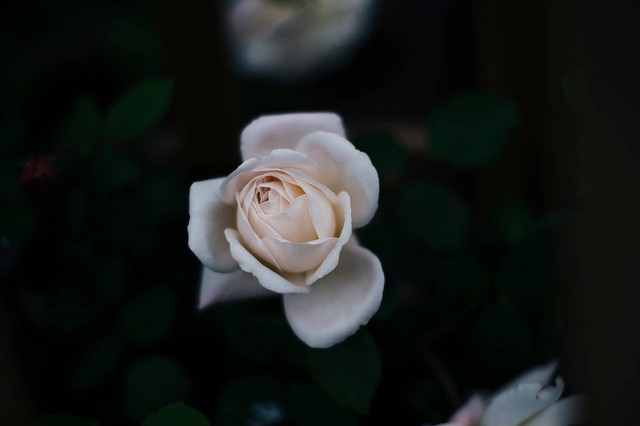 Arti bunga mawar putih, foto: Pixabay