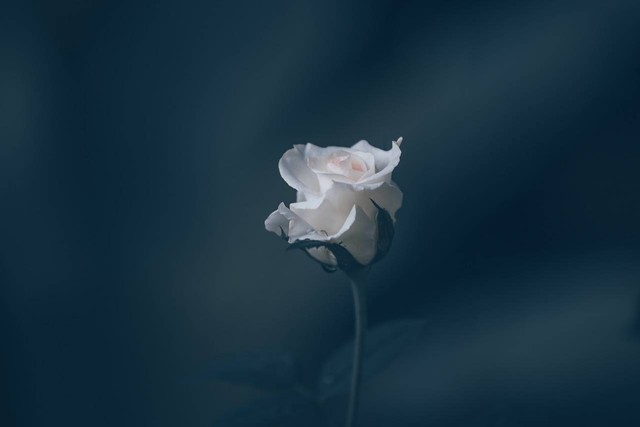 Arti bunga mawar putih, foto: Pixabay