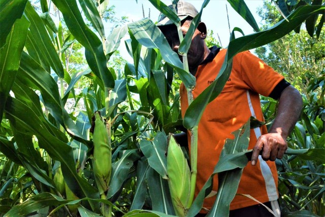 SAE Ngajum Lapas Kelas I Malang Panen Jagung untuk Peternakan Sapi Milkindo (dok.humaslapasmalang)