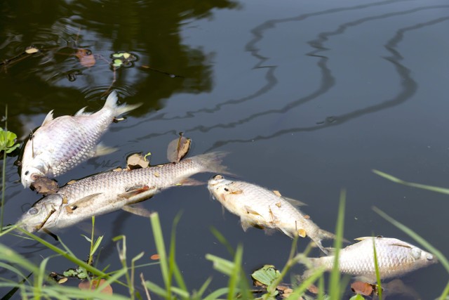 Kematian ikan-ikan karena pencemaran air oleh limbah tekstil. Foto: OPgrapher/ID222165844/Shutterstock