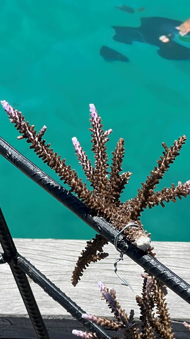 Konservasi koral AYANA Komodo di Labuan Bajo. Foto: Adhie Ichsan/kumparan