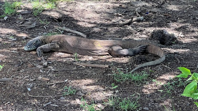 Komodo di Pulau Rinca, Labuan Bajo. Foto: Adhie Ichsan/kumparan