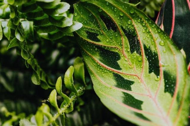 Inspirasi cara merawat calathea, sumber foto: Karolina Grabowska by pexels.com