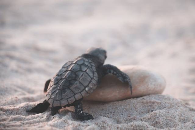 Inspirasi cara merawat kura kura kecil, sumber foto: Lachlan Ross by pexels.com