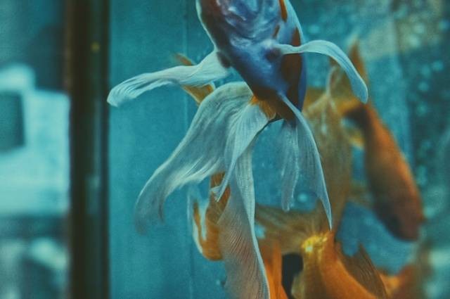 Inspirasi cara merawat ikan guppy, sumber foto: Valeriia Miller by pexels.com