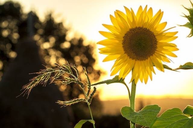 Inspirasi cara merawat bunga matahari, sumber foto: Pixabay by pexels.com