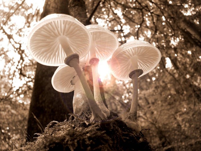 Ilustrasi cara menanam jamur tiram. Pexels