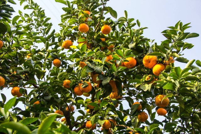 ilustrasi cara menanam jeruk dari biji. Pexels