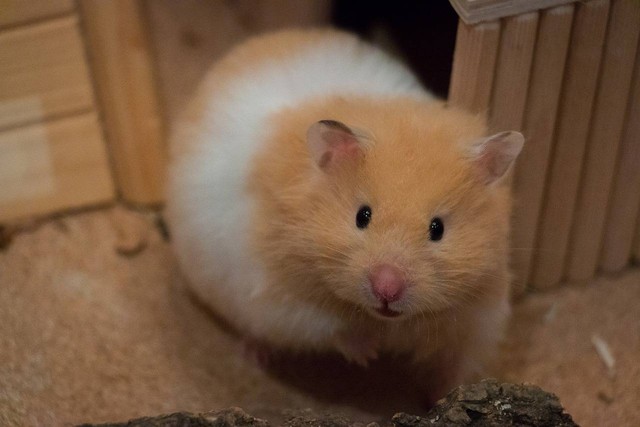 Ilustrasi apa kelemahan memelihara hamster. Sumber foto Pixabay