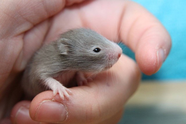 Ilustrasi cara merawat hamster kecil. Sumber foto Pixabay