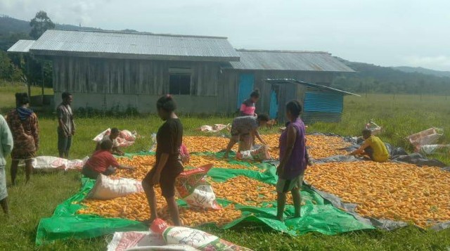 Panen jagung oleh milenial Papua. Foto: istimewa