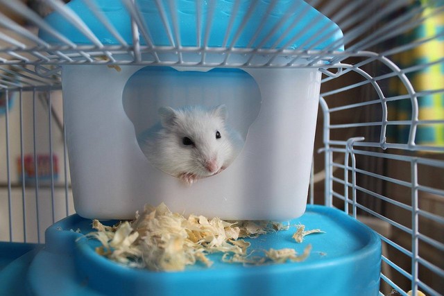 Ilustrasi cara membuat kandang hamster. Sumber foto Pixabay