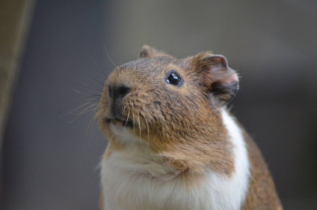 Ilustrasi ciri-ciri hamster hamil. Sumber foto Pixabay