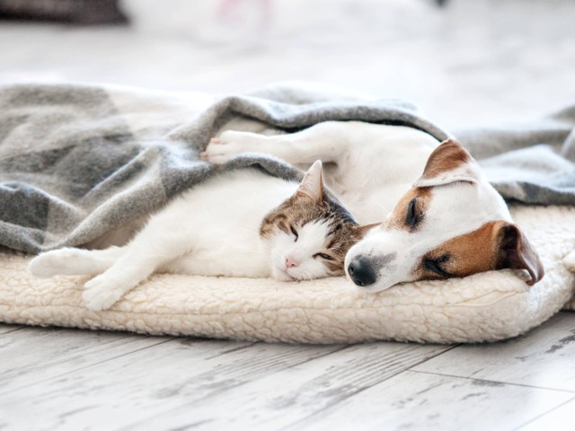 Ilustrasi kucing dan anjing tidur bersama. Foto: Shutterstock