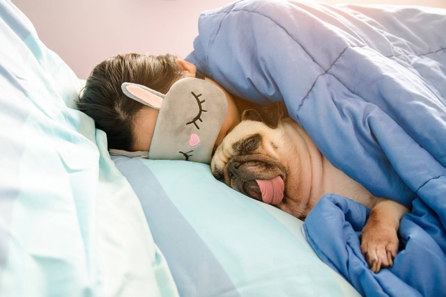 Ilustrasi tidur bareng anjing peliharaan. Foto: Shutterstock