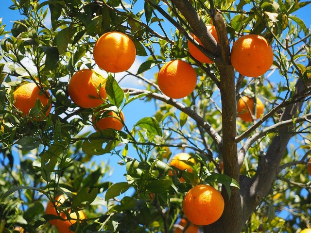 Ilustrasi cara menanam jeruk. Sumber foto Pixabay