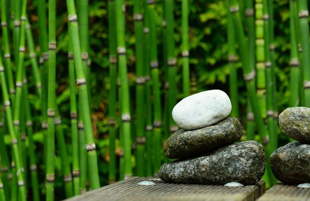 Ilustrasi cara merawat bambu hoki. Sumber foto: Pixabay