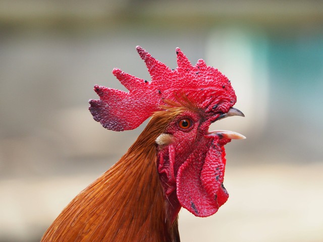 Ilustrasi ayam pakhoy. Foto: Pexels