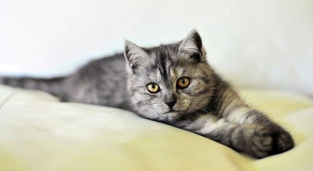 Ilustrasi Ciri-ciri Kucing Exotic Shorthair. Sumber: Pixabay