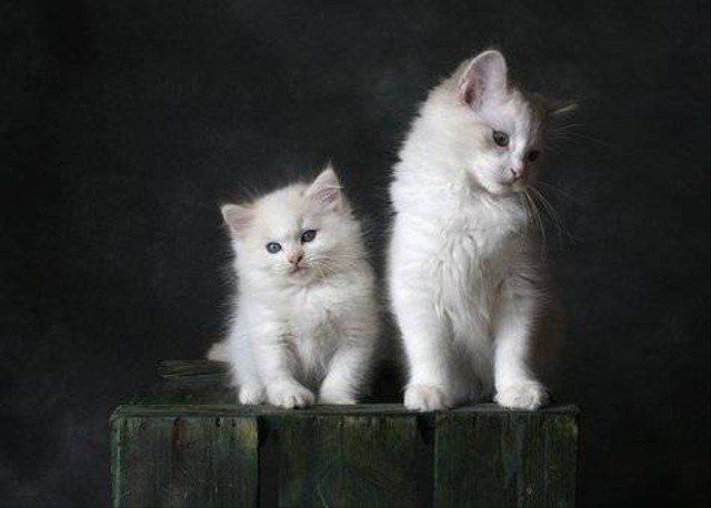 Ilustrasi Ciri-ciri Kucing Anggora. Sumber: Pixabay