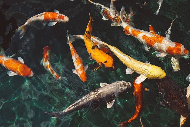 Ilustrasi 7 cara membedakan ikan koi jantan dan betina. Sumber: Pexels/pixabay.com