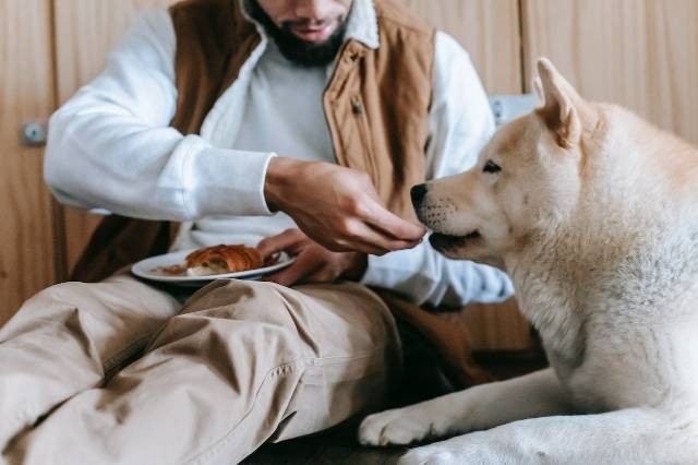 lustrasi rekomendasi vitamin untuk anjing. pexels