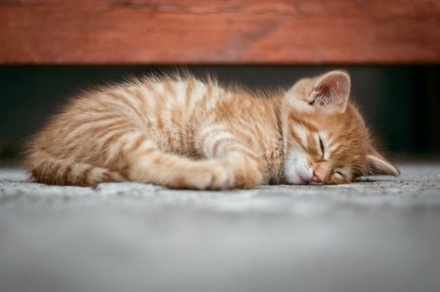 Inspirasi posisi tidur kucing sakit, sumber foto: Pixabay by pexels.com