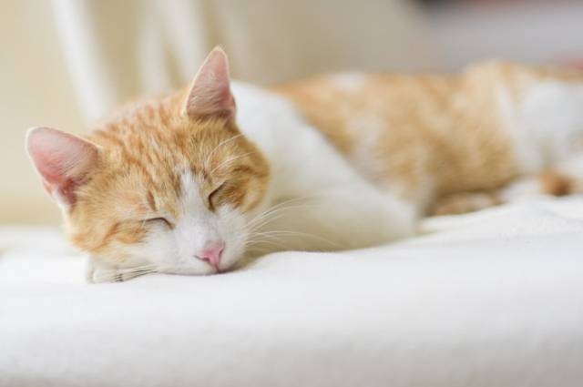 Inspirasi posisi tidur kucing sakit, sumber foto: Pixabay by pexels.com