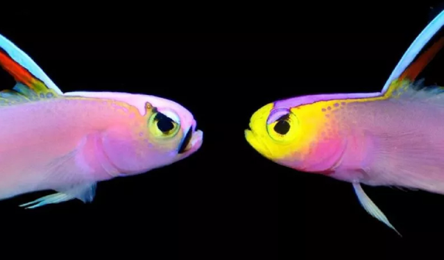 Penampakan Ikan goby dartfish spesies baru (kanan). Foto: Raffles Bulletin of Zoology