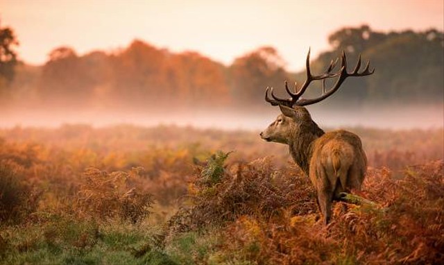 Rusa Merah: Fauna yang Masih Banyak Dijumpai di Inggris       Foto:Unsplash