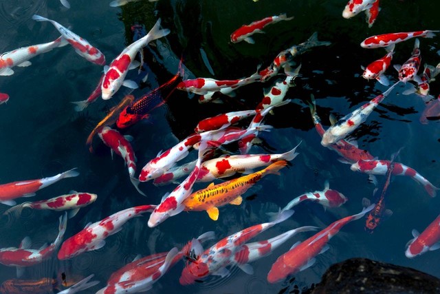 Ilustrasi 5 jenis ikan koi termahal yang cocok untuk bisnis. Sumber: Quang Nguyen Vinh/pexels.com 