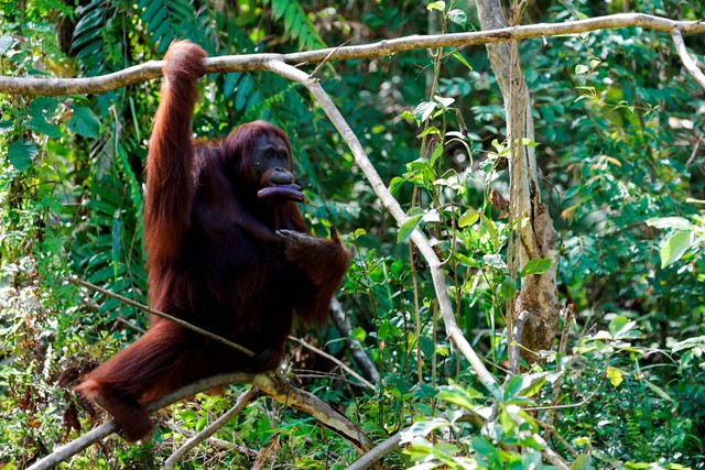 Seekor orang utan betina bernama 'Kikan' sedang makan terong di lokasi rehabilitasi dan reintroduksi Borneo Orang utan Survival Foundation (BOSF) Samboja Lestari yang terletak di dekat IKN Nusantara, di Samboja, Kalimantan Timur, 9 Maret 2023. Foto: Willy Kurniawan/REUTERS
