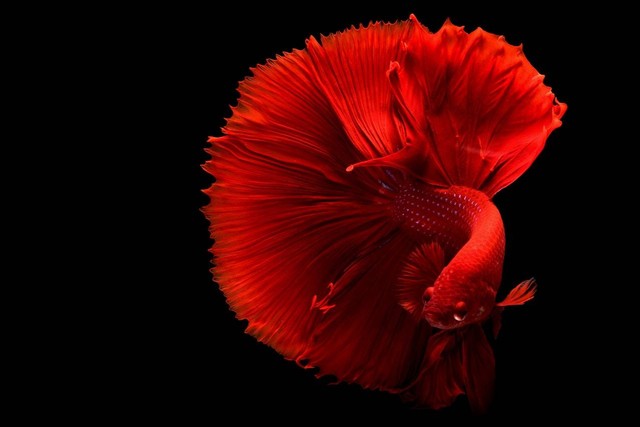 Ilustrasi 5 jenis ikan hias yang dibudidayakan di akuarium. Sumber: Chevanon Photography/pexels.com