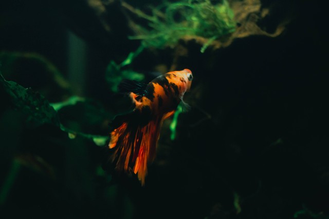 Ilustrasi Makanan Ikan Molly. Foto: dok. Riza Rifshandya/Unsplash