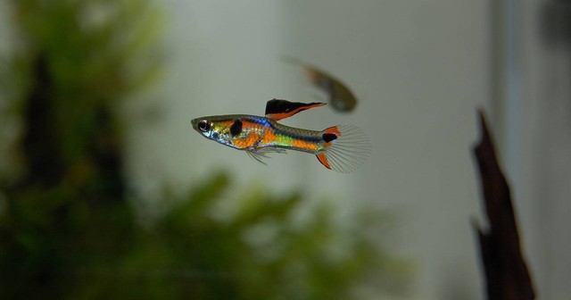 Ilustrasi perbedaan ikan guppy jantan dan betina. Sumber foto Pixabay