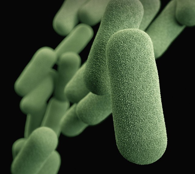 Ilustrasi Bakteri merupakan contoh organisme prokariotik karena selnya tidak memiliki (Foto: CDC | Unsplash.com)