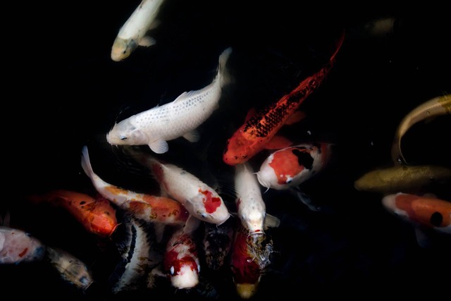 Ilustrasi karakteristik ikan koi yang khas dan unik. Sumber foto: Unsplash