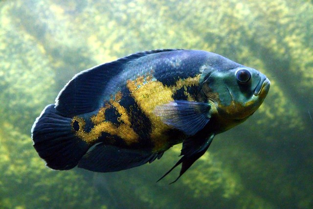 Ilustrasi ikan predator air tawar. Sumber: zoosnow/pixabay.com