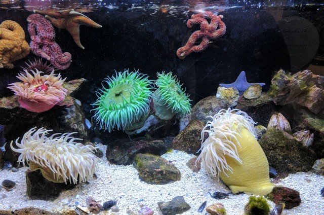 Ilustrasi foto cara budidaya ikan louhan di akuarium. Sumber foto: Unsplash