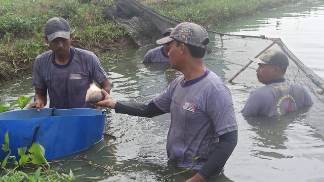 Dompet Dhuafa dan The Harvest melakukan panen ikan gurame di tambak DD Farm Indramayu, pada Rabu (15/3/2023).