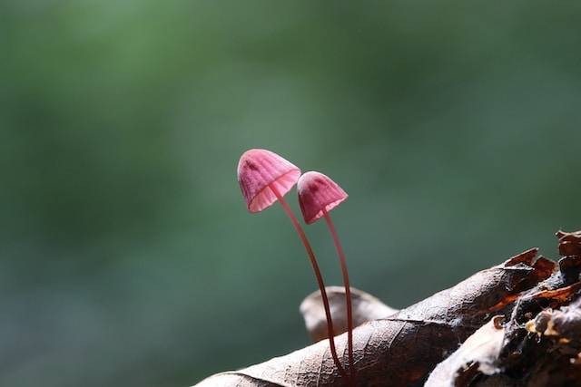 Ilustrasi metode reproduksi jamur. Foto: Unsplash/James Jeon
