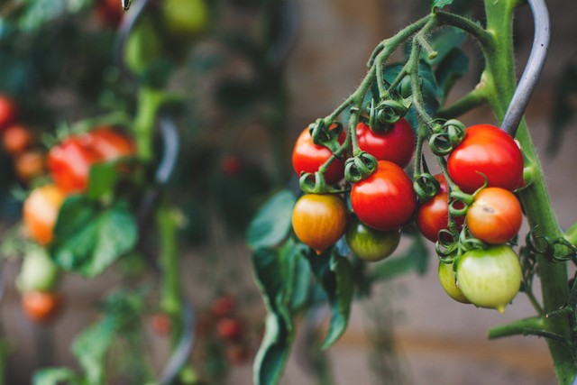 Ilustrasi cara menanam tomat di polybag agar berbuah lebat. Foto: dok. Markus Spiske (Unsplash)