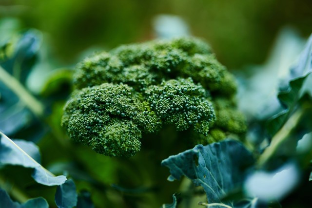 Ilustrasi cara menanam brokoli. Foto: dok. Hans Ripa (Unsplash)